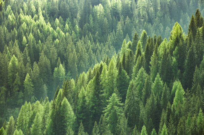 PHOTOWALL / Green Trees in Forest (e318278)