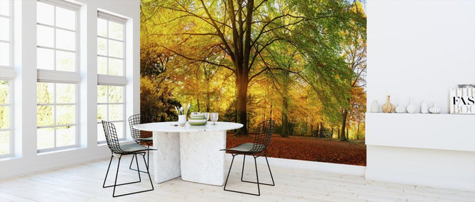 PHOTOWALL / Forest in Autumn (e318285)