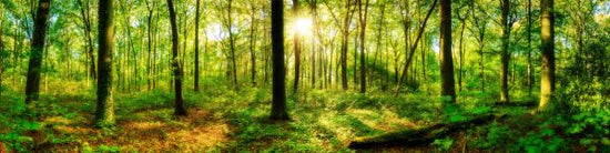 PHOTOWALL / Into the Woodland (e318291)