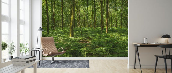 PHOTOWALL / Fern Frond Forest (e318334)