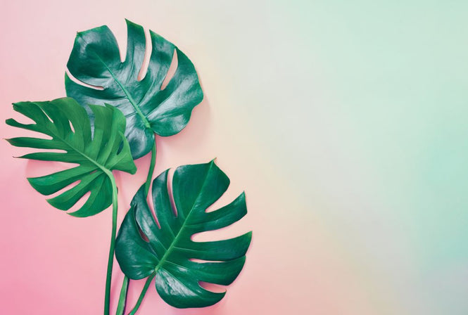 PHOTOWALL / Tropical Leaf (e318341)