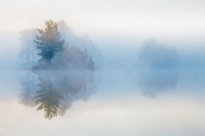 PHOTOWALL / Tree in Mist (e318406)