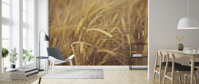 PHOTOWALL / Wheat Field (e320982)