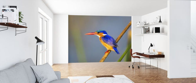 PHOTOWALL / Malachite Kingfisher (e321781)
