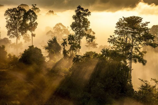 PHOTOWALL / Rainforest Light (e321851)