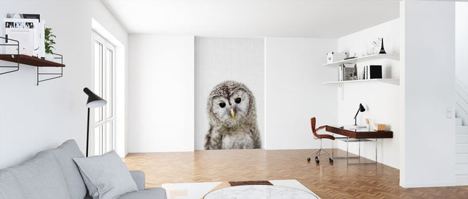 PHOTOWALL / Baby Owl (e322752)
