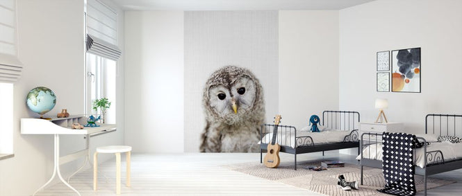 PHOTOWALL / Baby Owl (e322752)