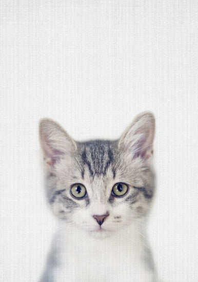 PHOTOWALL / Kitten (e322778)