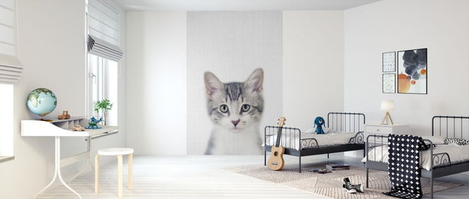 PHOTOWALL / Kitten (e322778)