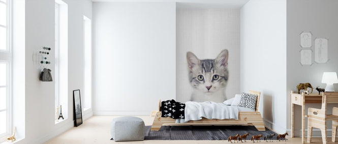 PHOTOWALL / Kitten (e322778)