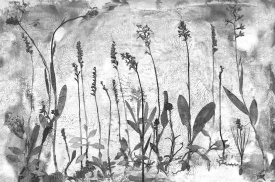 PHOTOWALL / Orchidaceae (e323117)