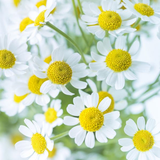 PHOTOWALL / Daisies (e321101)