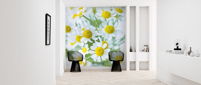 PHOTOWALL / Daisies (e321101)