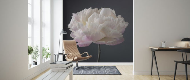 PHOTOWALL / Peonies (e321106)