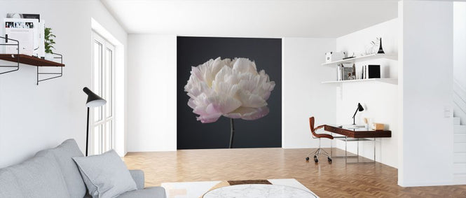 PHOTOWALL / Peonies (e321106)