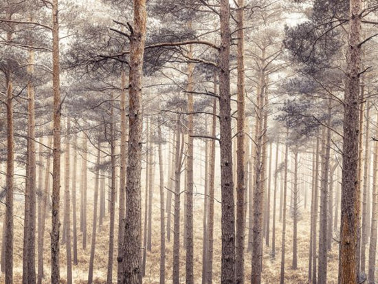 PHOTOWALL / Forest (e321110)