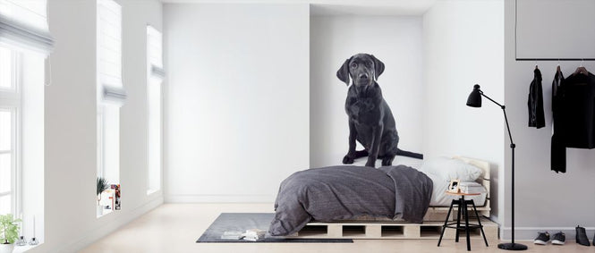 PHOTOWALL / Black Labrador (e321121)