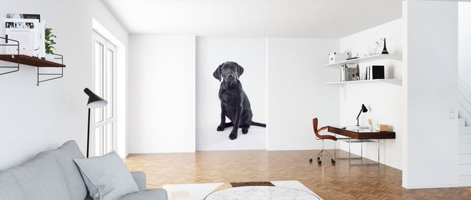 PHOTOWALL / Black Labrador (e321121)