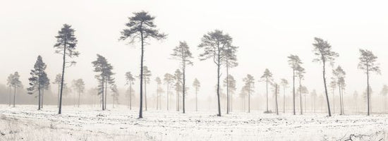 PHOTOWALL / Snowy Tree View (e321130)