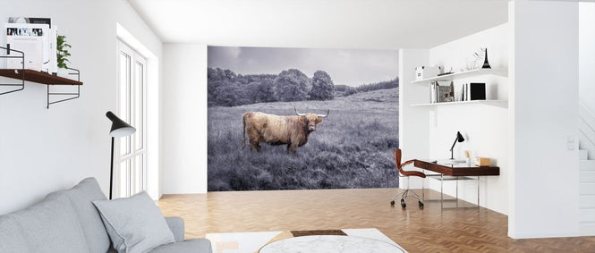 PHOTOWALL / Staring highland Cow (e321135)