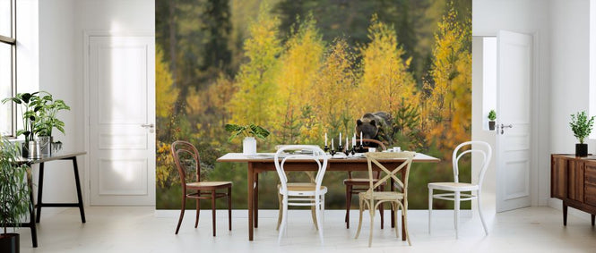 PHOTOWALL / Brown Bear in Autumn Forest (e320146)