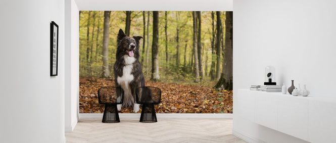 PHOTOWALL / Dog in Beech Woodland (e320150)
