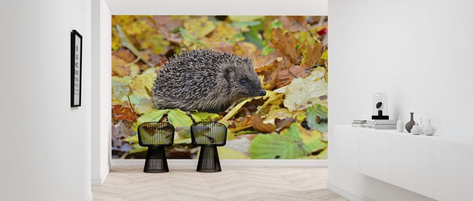 PHOTOWALL / Hedgehog in Autumn Leaves (e320151)