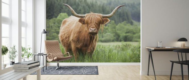PHOTOWALL / Highland Cattle (e320152)
