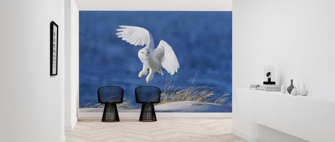 PHOTOWALL / White Spirit Demon (e323727)