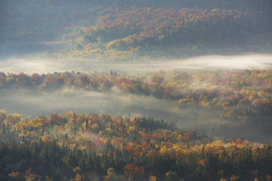 PHOTOWALL / Misty Morning (e323770)