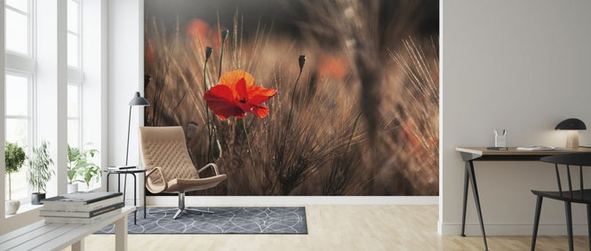 PHOTOWALL / Poppy with Corn (e323776)
