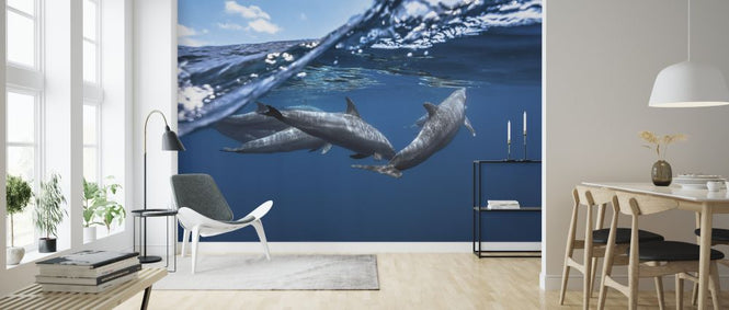 PHOTOWALL / Dolphins (e323805)
