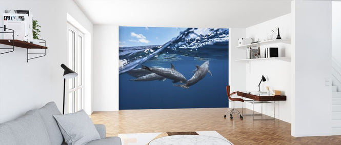 PHOTOWALL / Dolphins (e323805)