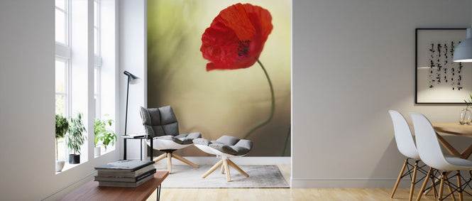 PHOTOWALL / Poppy Flower (e323817)