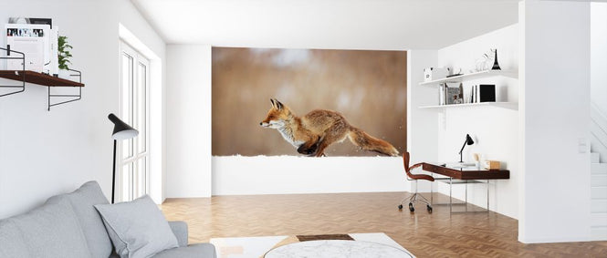 PHOTOWALL / Red Fox (e324446)