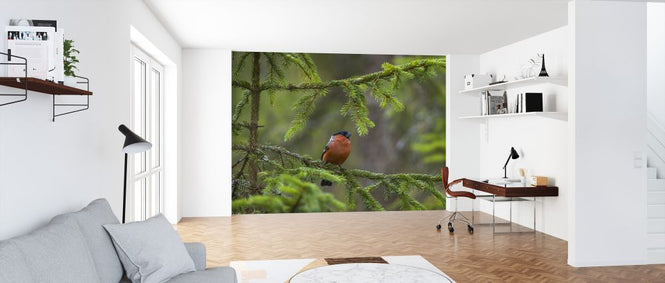 PHOTOWALL / Bullfinch (e324867)