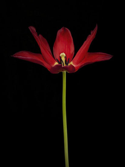 PHOTOWALL / Tulip Close Up (e326251)