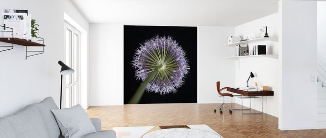 PHOTOWALL / Allium Flower (e326297)