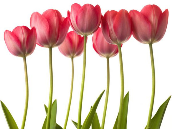 PHOTOWALL / Tulips (e326315)