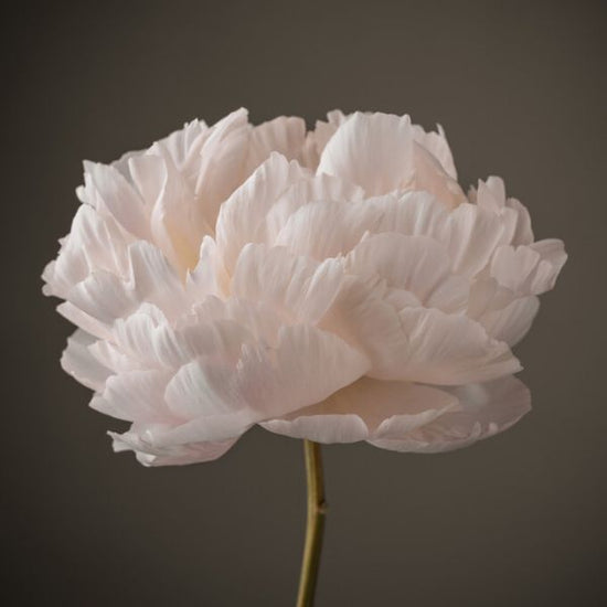 PHOTOWALL / Peonies (e326340)