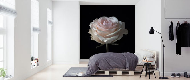 PHOTOWALL / Rose (e326342)
