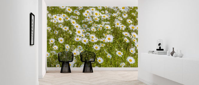 PHOTOWALL / Daisy (e326454)