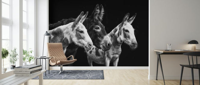 PHOTOWALL / Donkey Portrait II (e324958)