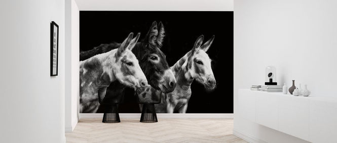 PHOTOWALL / Donkey Portrait II (e324958)