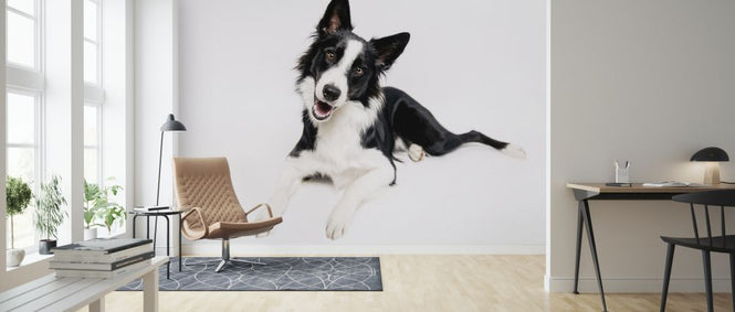 PHOTOWALL / Border Collie on White Background (e325003)