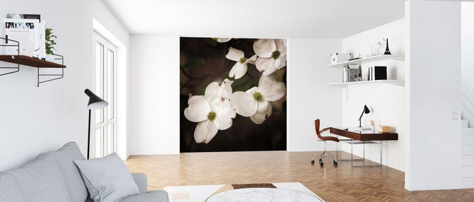 PHOTOWALL / White Dogwood (e325806)