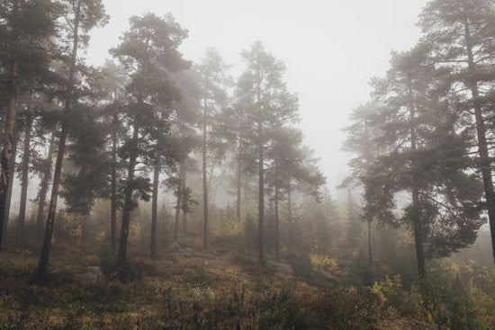 PHOTOWALL / Moody Fall in the Forest (e328158)