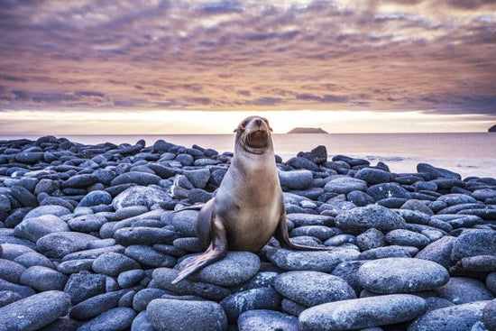 PHOTOWALL / Sea Lion on Rocks (e327020)