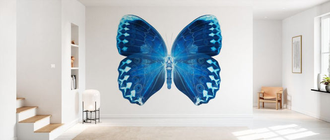 PHOTOWALL / Miss Butterfly X-Ray - Formosana (e328562)