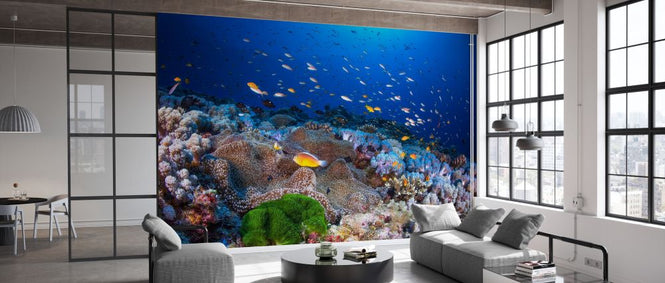 PHOTOWALL / Anemon and Anthias (e328521)